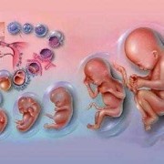 孕期可以检查胎儿智力（孕期可以检查胎儿智力吗）