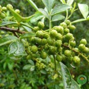 花椒对胎儿有什么影响（房子周围栽花椒好吗）