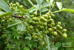 花椒对胎儿有什么影响（房子周围栽花椒好吗）
