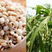 薏仁米孕妇可以吃吗,怀孕期间可以吃薏米吗?