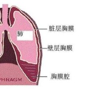胎儿肺积水（胎儿肺积水是怎么引起的）
