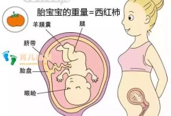 14周胎儿双顶径（孕十四周胎儿有多大）