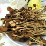 孕期可以吃茶树菇吗（孕期可以吃茶树菇吗?）
