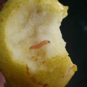 梨子里面发黑是怎么回事,孕妇吃梨胎儿会变黑吗