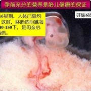 怀孕42天胎儿发育图（怀孕42天胎儿发育图）