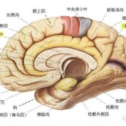 胎儿颅脑解剖（计算神经科学的颅相学是什么）