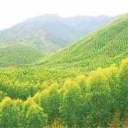 桉树29号栽培技术要点,29周胎儿存活率有多大