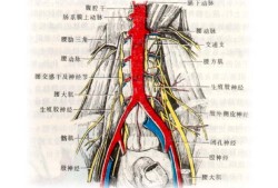 胎儿脐动脉有几条（胎儿脐动脉有几条血管）