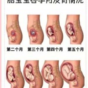 胎儿在肚子里的温度（胎儿在肚子里的温度是多少）