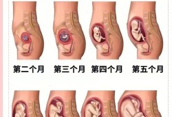 胎儿在肚子里的温度（胎儿在肚子里的温度是多少）