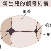 宝宝头骨发育过程,胎儿颅骨发育过程图