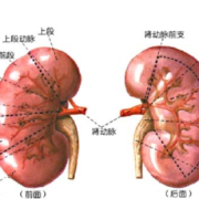 胎儿肾发育不良（胎儿肾发育不良的原因分析）