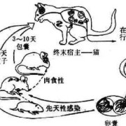 孕期弓形虫（弓形虫感染是怎么回事）