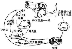 孕期弓形虫（弓形虫感染是怎么回事）