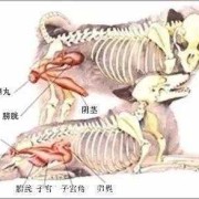 狗胎儿在肚子位置图片（狗狗子宫在什麽位置）