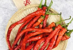 孕期可以吃辣的吗（孕妇可以吃辣椒炒菜吗？能不能吃）