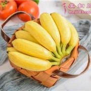 婴儿能吃什么水果，8个月能吃香蕉吗,孕期吃香蕉对宝宝有什么好处
