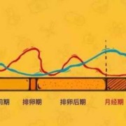 雌激素对胎儿的影响（雌激素对胎儿的影响）