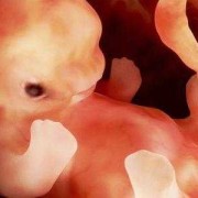 孕14周胎儿在什么位置（怀孕14周可以打胎吗）