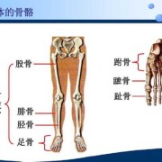 胎儿股骨和胫腓骨弯曲是什么原因造成的,胎儿胫骨长度标准