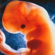 九周的孩子应该发育到什么阶段了,怀孕9周胎儿图片欣赏