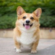 怀孕期间能不能养狗（怀孕可以养柯基吗）