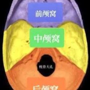 胎儿后颅窝是什么（后颅窝池吸收的高峰期是什么时候）