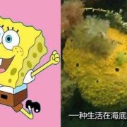水晶宝宝什么做的,水肿瘤胎儿的原因分析