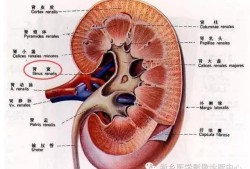胎儿右肾窦分离（胎儿右肾窦分离是什么意思）