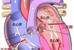 胎儿三尖瓣轻度反流是什么意思,胎儿二三尖瓣轻度反流是什么原因