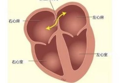 男胎儿有卵圆孔吗（男胎儿有卵圆孔吗图片）