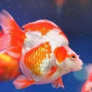 如果金鱼什么都不吃，只喝水而且只有一条会死吗,孕期只喝水不吃饭