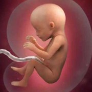 胎儿17周发育稳定了吗？正常多少周就稳定了呢,怀孕3个月胎儿稳定了吗正常吗