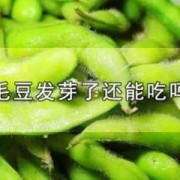 孕期可以吃毛豆吗（毛豆的热量和含糖量）