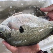 孕期吃鲈鱼好吗（孕妇可以吃宝石鲈鱼吗）