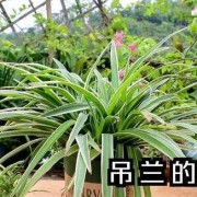 孕期风水禁忌（孕妇怀孕6个月家中摆放吊兰花对宝宝好吗）