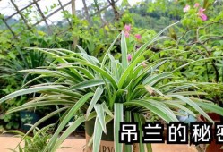孕期风水禁忌（孕妇怀孕6个月家中摆放吊兰花对宝宝好吗）