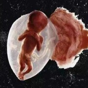 怀孕16周的孩子有多大,16周胎儿图片 真实