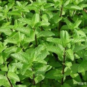 薄荷对胎儿有影响吗（孕妇闻薄荷对胎儿有影响吗）