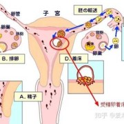 胎儿多久着床（受精卵结合后几天才会着床）