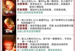 胎儿发育时间（胎儿发育时间）