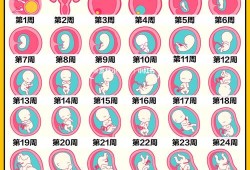 胎儿雏形是男孩子（12周孩子发育到什么程度）