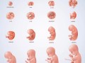 孕20周胎儿图片（孕20周胎儿在哪个位置）