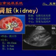 胎儿双肾窦分离（胎儿双肾窦分离是什么意思）