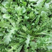 野荠菜孕妇能吃吗,孕期可以吃荠菜吗早期