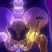 胎儿股骨是哪（胎儿股骨是哪个部位）
