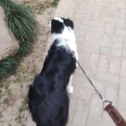 孕期不爱吃肉（边牧怀孕40天怎么不爱吃）