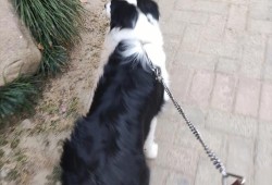 孕期不爱吃肉（边牧怀孕40天怎么不爱吃）