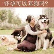 孕期养狗（孕妇养狗要注意什么）