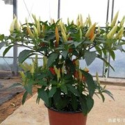 盆栽辣椒怎么养,孕妇闻花露水胎儿畸形会怎么样